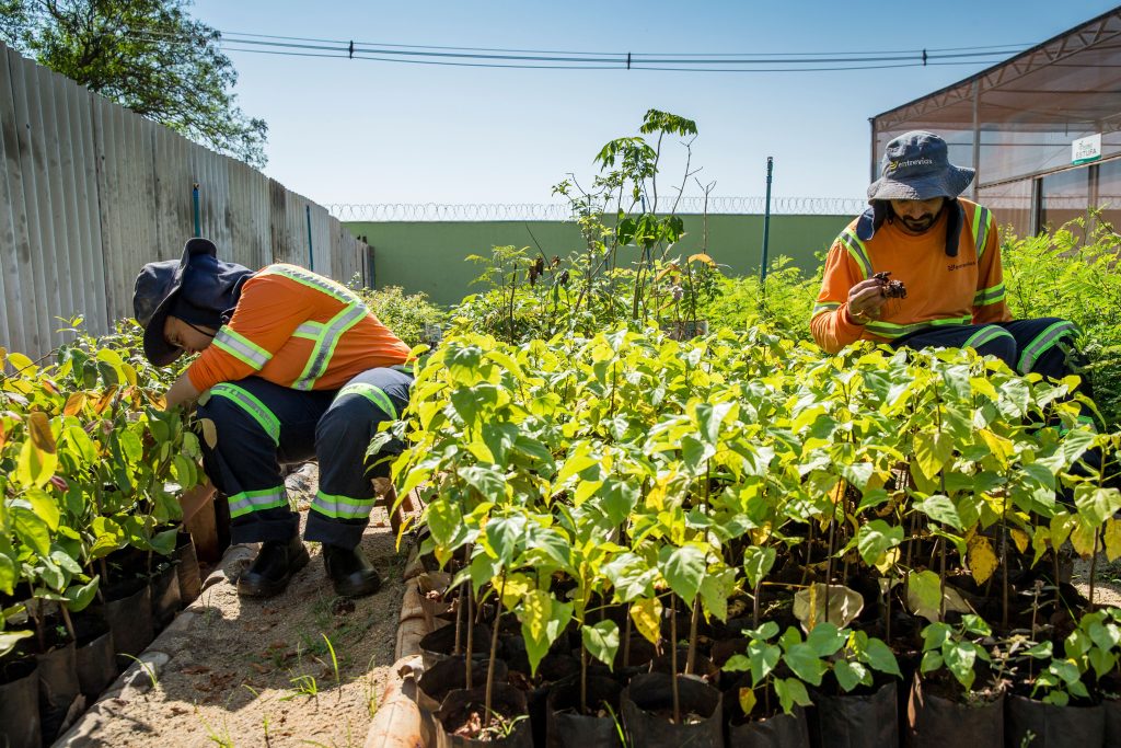 Entrevias - Brazil - seed nursery